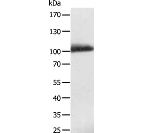 LRP12 Antibody from Signalway Antibody (35802) - Antibodies.com