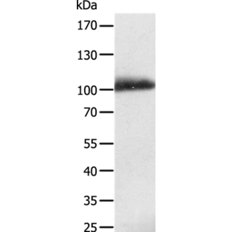 LRP12 Antibody from Signalway Antibody (35802) - Antibodies.com