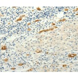 Immunohistochemistry - LYVE1 Antibody from Signalway Antibody (35806) - Antibodies.com