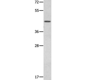 MMP28 Antibody from Signalway Antibody (35819) - Antibodies.com