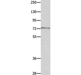 MUC20 Antibody from Signalway Antibody (35824) - Antibodies.com