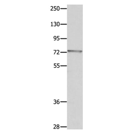 MUC20 Antibody from Signalway Antibody (35824) - Antibodies.com