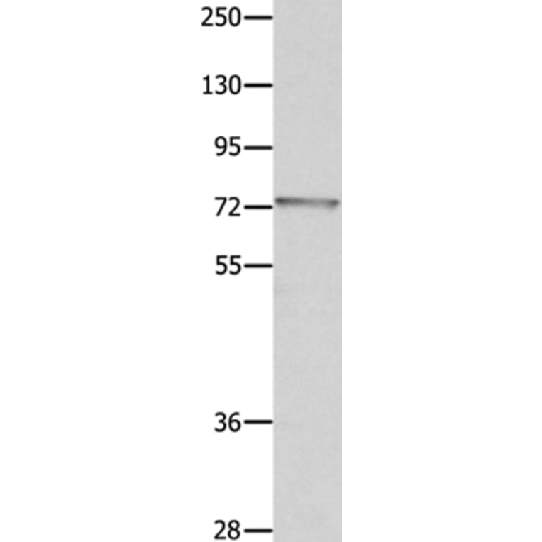 MUC20 Antibody from Signalway Antibody (35824) - Antibodies.com