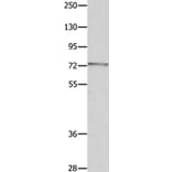 MUC20 Antibody from Signalway Antibody (35824) - Antibodies.com