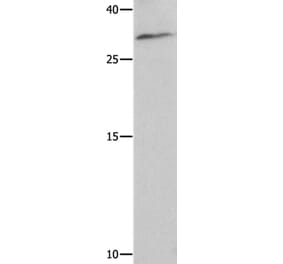 NAIF1 Antibody from Signalway Antibody (35830) - Antibodies.com