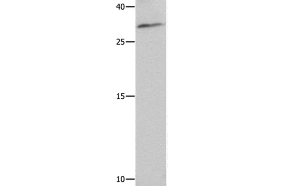 NAIF1 Antibody from Signalway Antibody (35830) - Antibodies.com