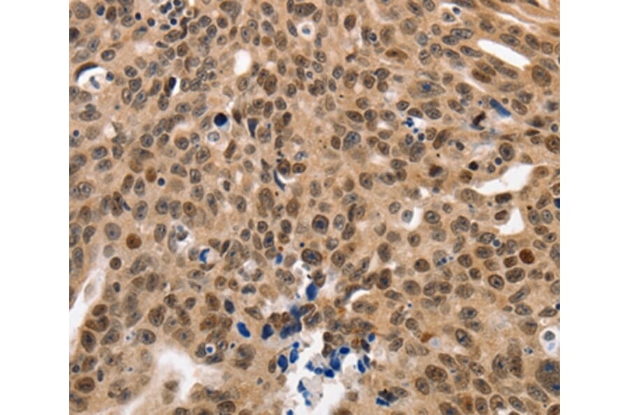 Immunohistochemistry - NAIF1 Antibody from Signalway Antibody (35830) - Antibodies.com