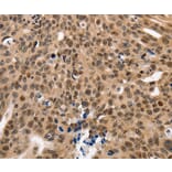 Immunohistochemistry - NAIF1 Antibody from Signalway Antibody (35830) - Antibodies.com