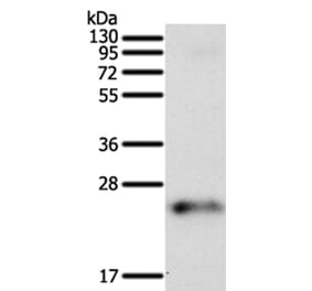 FAM3A Antibody from Signalway Antibody (35867) - Antibodies.com