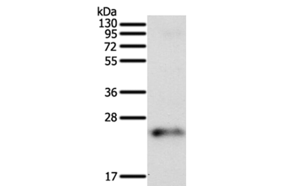 FAM3A Antibody from Signalway Antibody (35867) - Antibodies.com