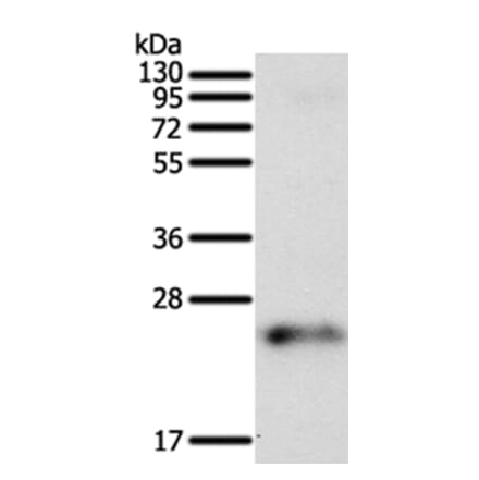 FAM3A Antibody from Signalway Antibody (35867) - Antibodies.com