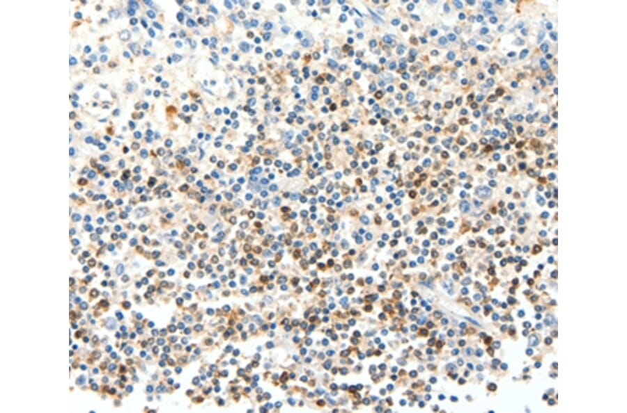 Immunohistochemistry - FAM3A Antibody from Signalway Antibody (35867) - Antibodies.com