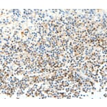 Immunohistochemistry - FAM3A Antibody from Signalway Antibody (35867) - Antibodies.com