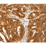 Immunohistochemistry - PDCD6 Antibody from Signalway Antibody (35872) - Antibodies.com