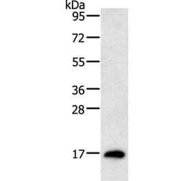 RAMP1 Antibody from Signalway Antibody (35885) - Antibodies.com