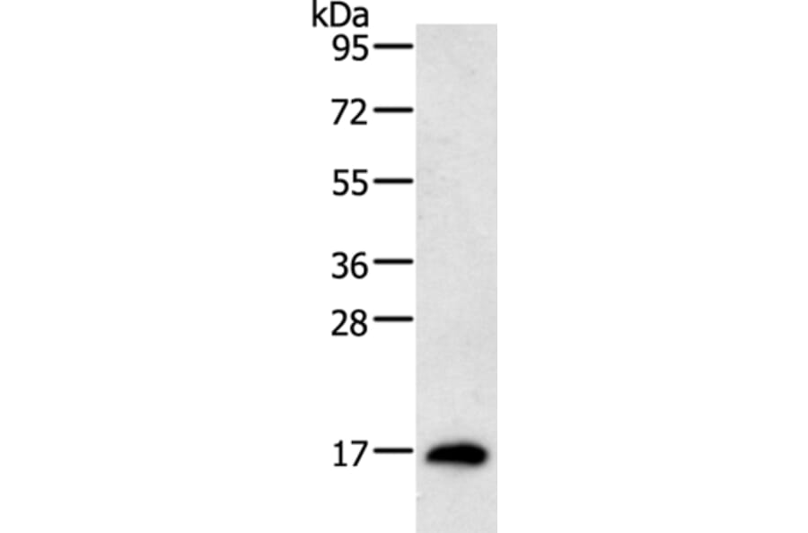 RAMP1 Antibody from Signalway Antibody (35885) - Antibodies.com