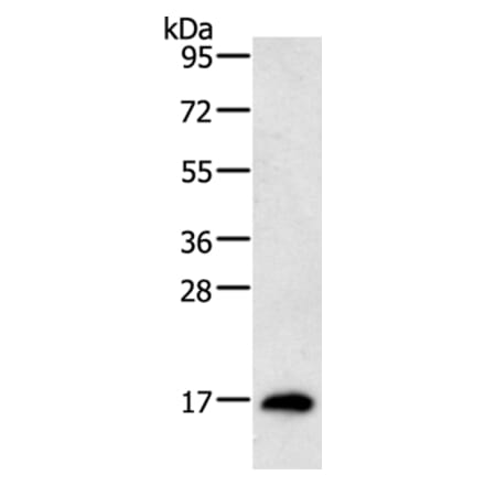 RAMP1 Antibody from Signalway Antibody (35885) - Antibodies.com