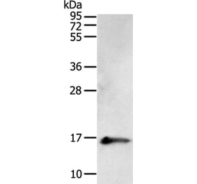 PVALB Antibody from Signalway Antibody (35902) - Antibodies.com