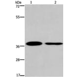 SNAI1 Antibody from Signalway Antibody (35921) - Antibodies.com