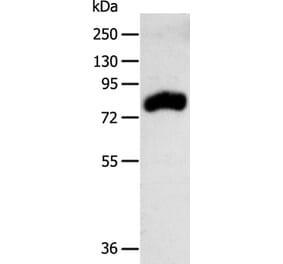 RPAP3 Antibody from Signalway Antibody (35926) - Antibodies.com