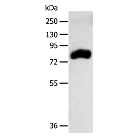 RPAP3 Antibody from Signalway Antibody (35926) - Antibodies.com