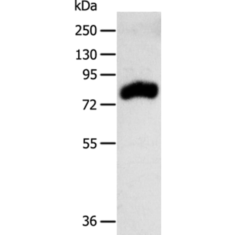 RPAP3 Antibody from Signalway Antibody (35926) - Antibodies.com