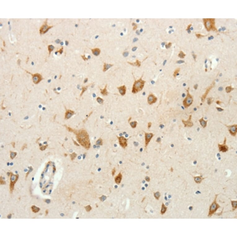 Immunohistochemistry - RPAP3 Antibody from Signalway Antibody (35926) - Antibodies.com