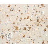 Immunohistochemistry - RPAP3 Antibody from Signalway Antibody (35926) - Antibodies.com