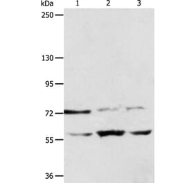 SYVN1 Antibody from Signalway Antibody (35945) - Antibodies.com
