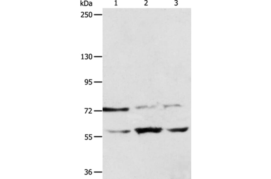 SYVN1 Antibody from Signalway Antibody (35945) - Antibodies.com