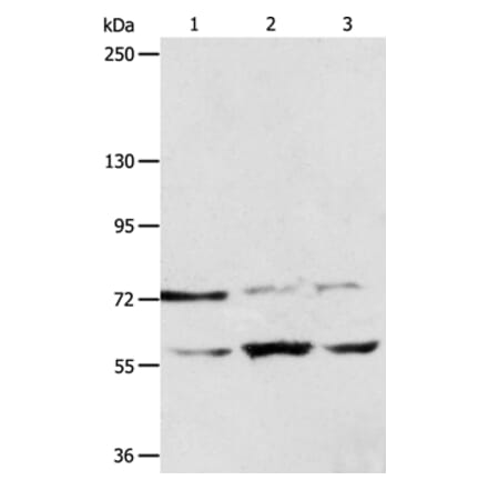 SYVN1 Antibody from Signalway Antibody (35945) - Antibodies.com