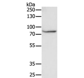 F13A1 Antibody from Signalway Antibody (35955) - Antibodies.com