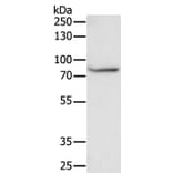 F13A1 Antibody from Signalway Antibody (35955) - Antibodies.com