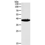 TGFB1 Antibody from Signalway Antibody (35958) - Antibodies.com