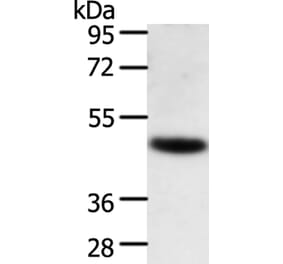 TRAF1 Antibody from Signalway Antibody (35967) - Antibodies.com