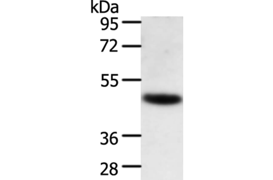 TRAF1 Antibody from Signalway Antibody (35967) - Antibodies.com