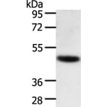 TRAF1 Antibody from Signalway Antibody (35967) - Antibodies.com