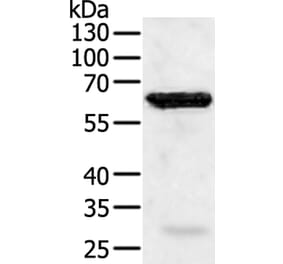 TRAF5 Antibody from Signalway Antibody (35971) - Antibodies.com
