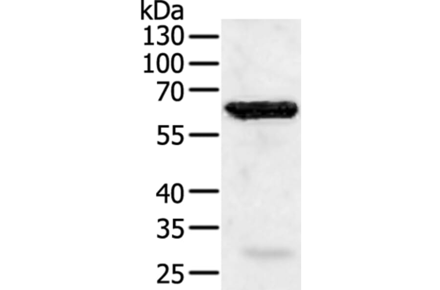 TRAF5 Antibody from Signalway Antibody (35971) - Antibodies.com