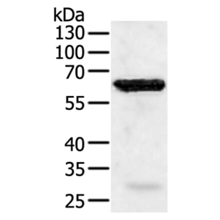 TRAF5 Antibody from Signalway Antibody (35971) - Antibodies.com