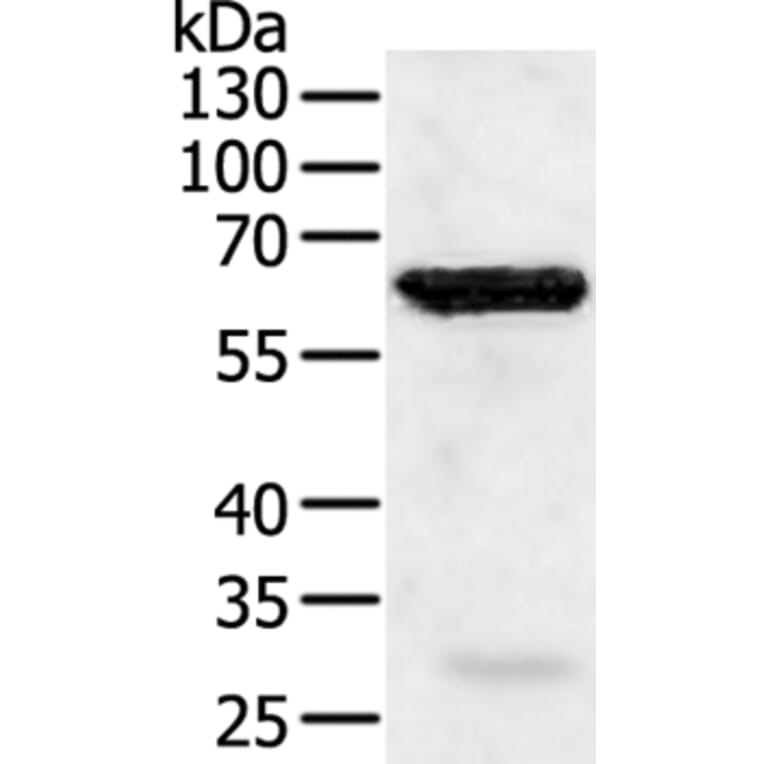 TRAF5 Antibody from Signalway Antibody (35971) - Antibodies.com