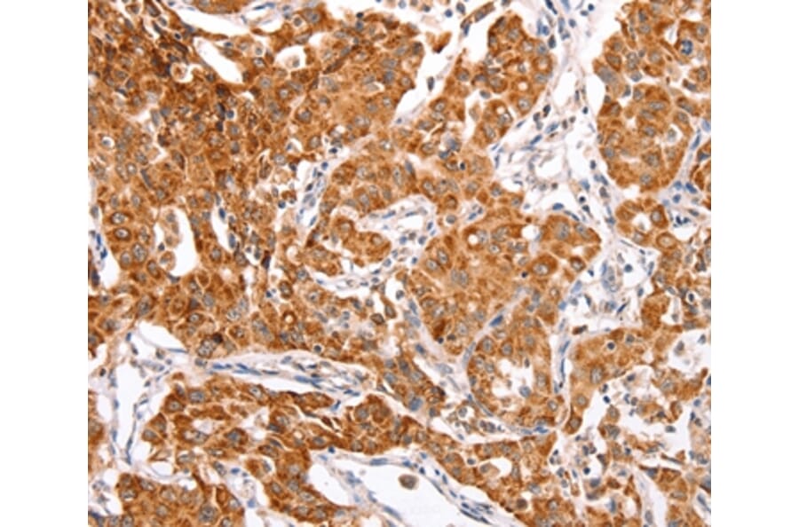 Immunohistochemistry - TRAF5 Antibody from Signalway Antibody (35971) - Antibodies.com