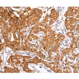 Immunohistochemistry - TRAF5 Antibody from Signalway Antibody (35971) - Antibodies.com