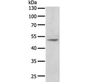 TERF1 Antibody from Signalway Antibody (35974) - Antibodies.com