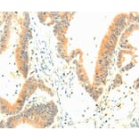 Immunohistochemistry - TERF1 Antibody from Signalway Antibody (35974) - Antibodies.com