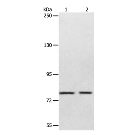 ABCB6 Antibody from Signalway Antibody (36003) - Antibodies.com