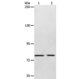 ABCB6 Antibody from Signalway Antibody (36003) - Antibodies.com