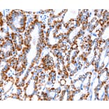 Immunohistochemistry - ACAA2 Antibody from Signalway Antibody (36013) - Antibodies.com