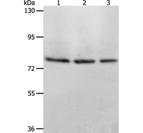 ACOX1 Antibody from Signalway Antibody (36021) - Antibodies.com