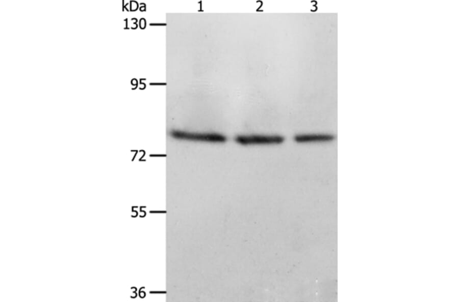 ACOX1 Antibody from Signalway Antibody (36021) - Antibodies.com
